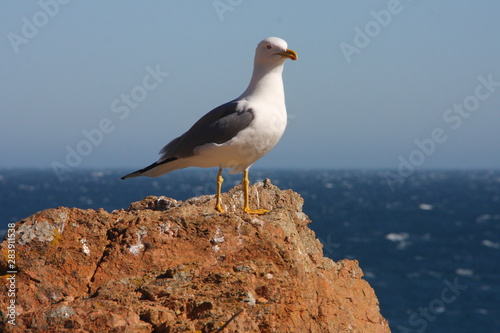 Close up view of Seagull portrait against sea shore. A white bird seagull sitting on a rock by the beach. Wild seagull with natural blue water background. Seagull Isolated 