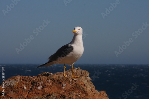 Seagull Close-up - A close-up view of a seagull standing on a seaside rock 