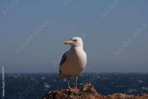 Close up view of Seagull portrait against sea shore. A white bird seagull sitting on a rock by the beach. Wild seagull with natural blue water background. Seagull Isolated 