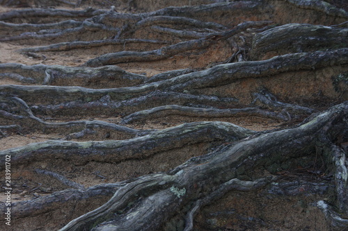 pine roots protruding from the ground background