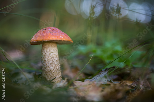 The red Boletus in the Forest