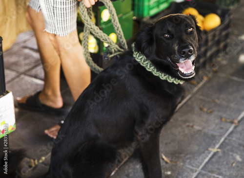 Portrait of black dog with mouth open and looking at camera in market