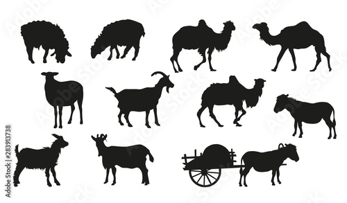 Large set of livestock silhouettes. Camels  sheep  goats  donkeys.