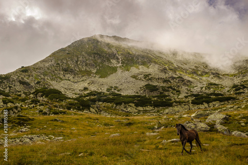 Horse walking free in Retezat National Park, Carpathian Mountains, Romania photo