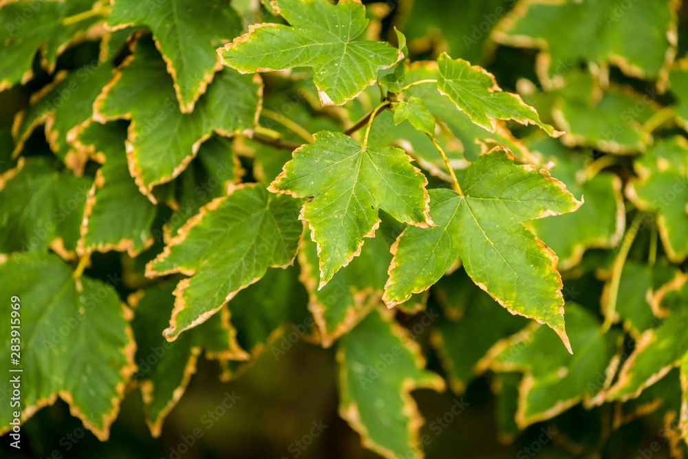 Autumn Leaves Autumn Leaves
