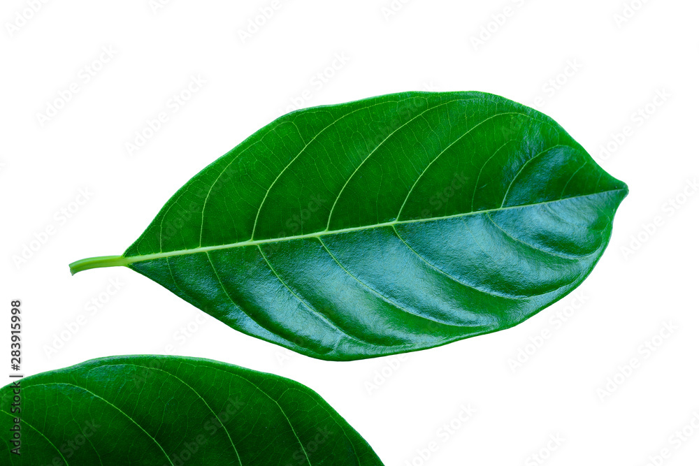 Obraz premium Jackfruit leaves isolated on white background.