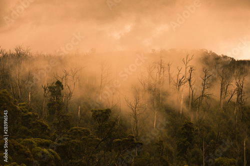 Regenwald in Australien mit Nebel