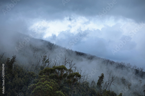 Regenwald in Australien mit Nebel