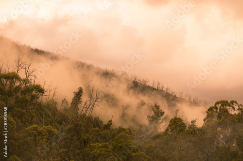 Regenwald in Australien mit Nebel