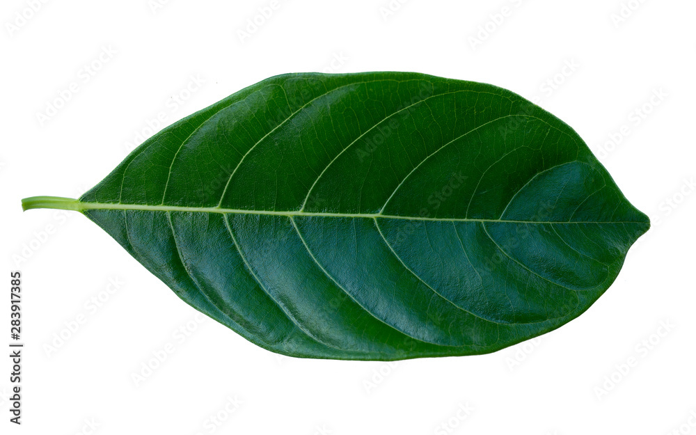 Fototapeta premium Jackfruit leaves isolated on white background.