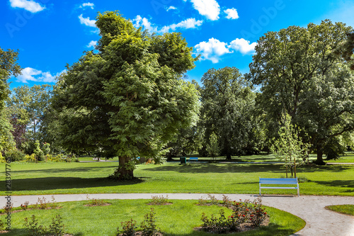 Oak with a lush crown in the park photo