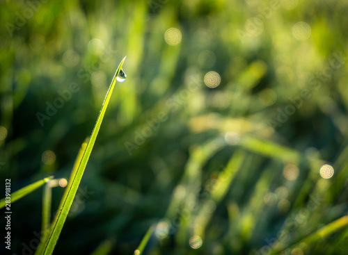 dew on grass © Rhiannon J Matravers