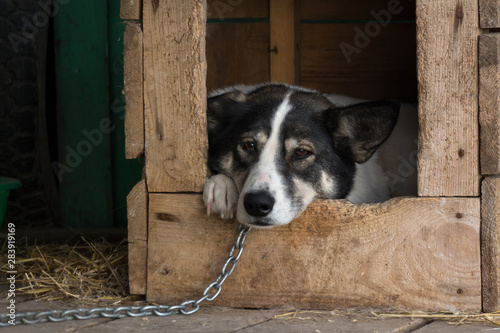 Sad dog on a chain