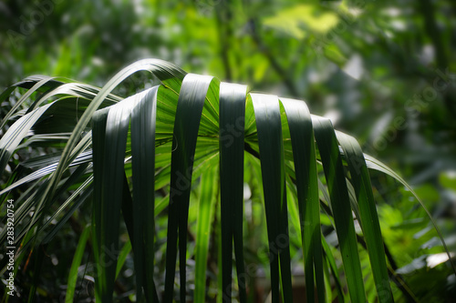 Interesting leaves of the Sabal Uresana photo