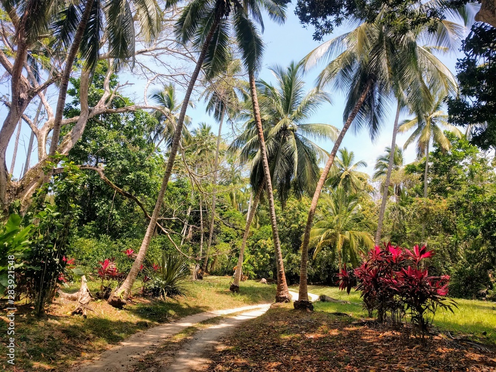 Obraz premium Camino de palmeras en el parque nacional de Tayrona, Colombia. 