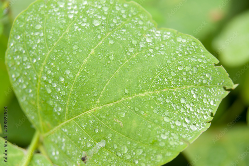 Green leaf fungus with raindrops. Isolated on blurred background. Close up. Green leaf fungus with raindrops. Isolated on blurred background. Close up.
