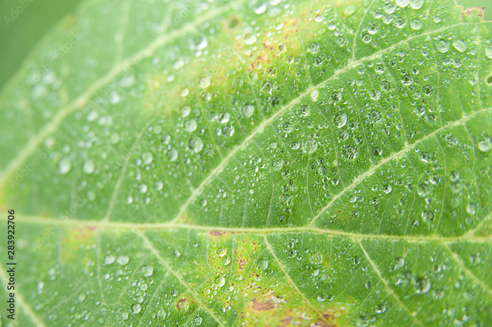 Close up of green leaf with rust (fungus). Horizontal shot. Close up of green leaf with rust (fungus). Horizontal shot.