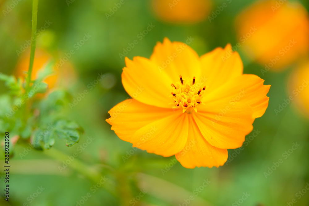 Cosmos sulphureus (sulphur cosmos). Beautiful flower in close-up. Copy space.