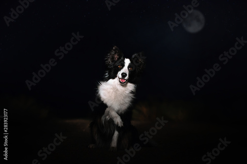border collie dog portrait in the night magic light incredible photo