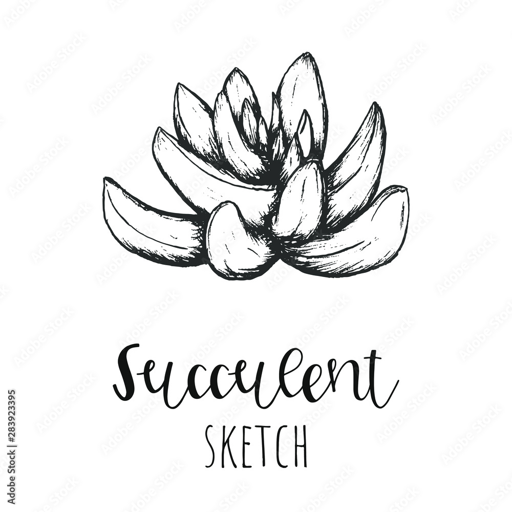 Fototapeta premium Succulent isolated hand drawn illustration, sketch succulent flower.