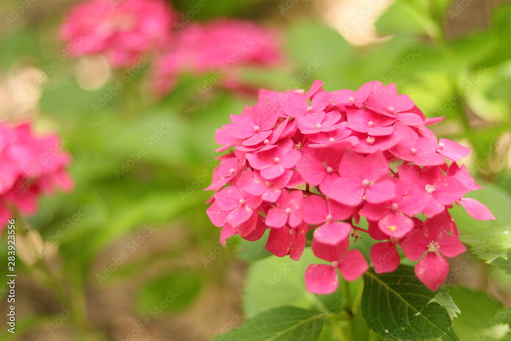 HORTENSIAS ROJAS CON VARIAS HORTENSIAS EN EL FONDO Y PRECIOSO BOKEH, ROJO, HERMOSO, PRIMAVERA, rojo, color, flor, rosa, HORTENSIAS ROJAS CON VARIAS HORTENSIAS EN EL FONDO Y PRECIOSO BOKEH, ROJO, HERMOSO, PRIMAVERA, rojo, color, flor, rosa,