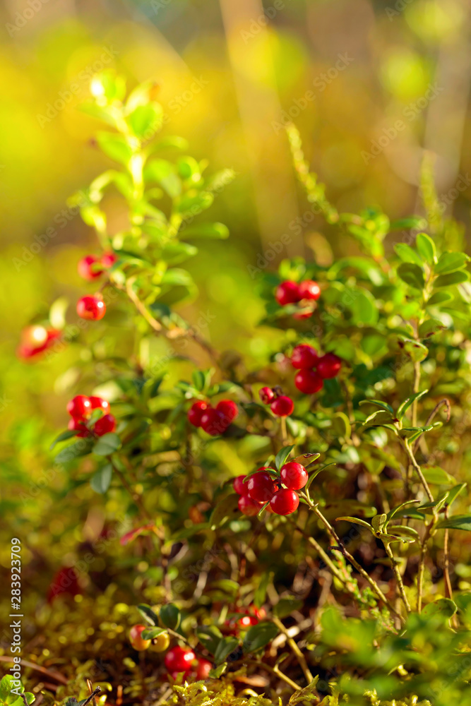 Red cowberry, lingonberry or partridgeberry in forest, natural background.