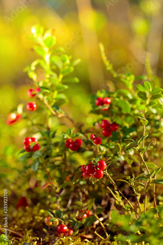 Red cowberry, lingonberry or partridgeberry in forest, natural background.