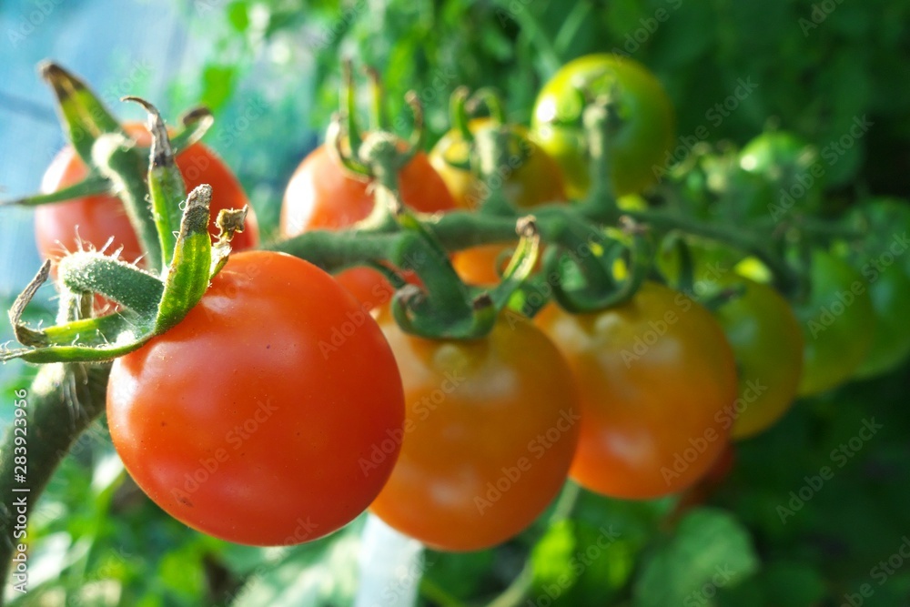 カラフルなミニトマト - Colorful fresh cherry tomatoes