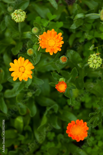 Calendula in the garden in summer  photo was taken from directly above. 
