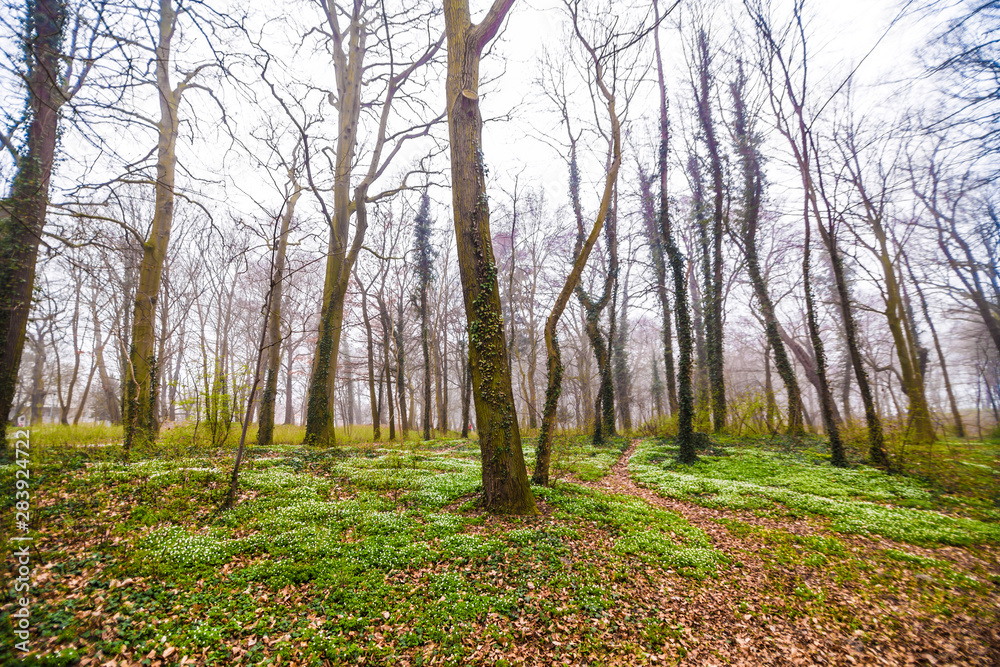 Fototapeta premium Forrest