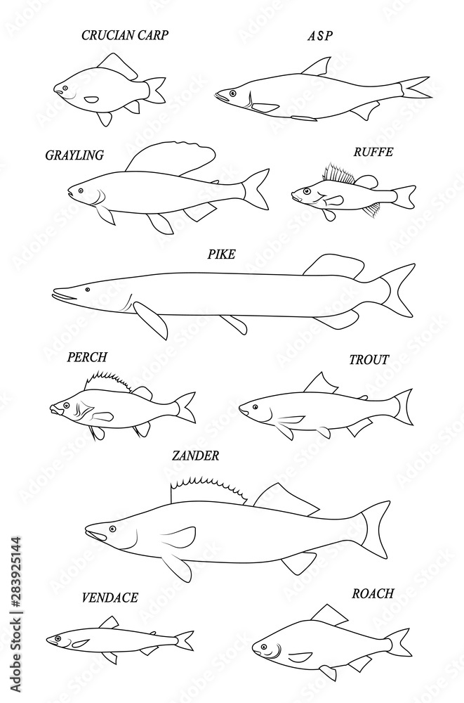 Freshwater fish. Line black illustration collection.
