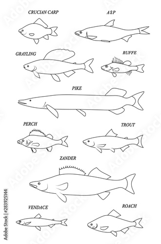 Freshwater fish. Line black illustration collection.