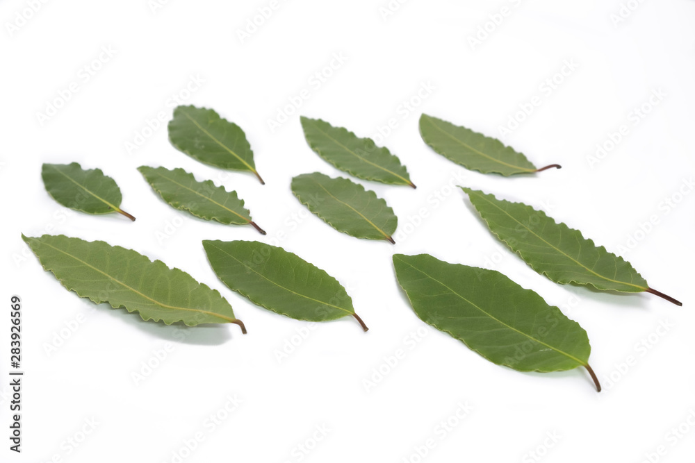 Fresh bay leaves on white background. Laurel leaves. Background and textures Fresh bay leaves on white background. Laurel leaves. Background and textures