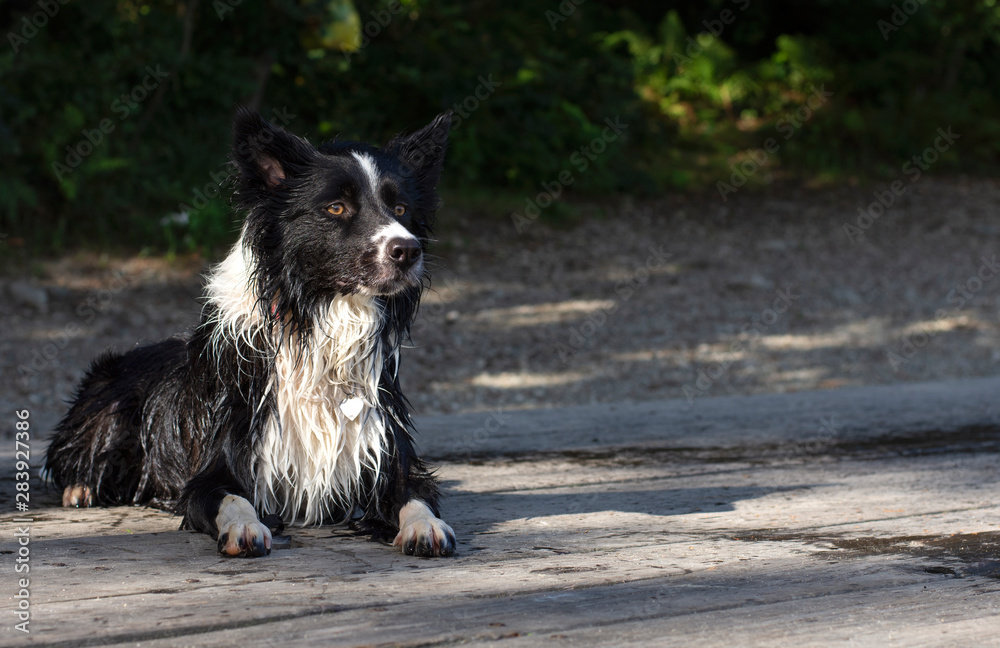 Wet border collie puppy while playing happy at the lake Wet border collie puppy while playing happy at the lake