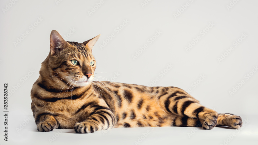Fototapeta premium Bengal cat lying on grey background. Purebred