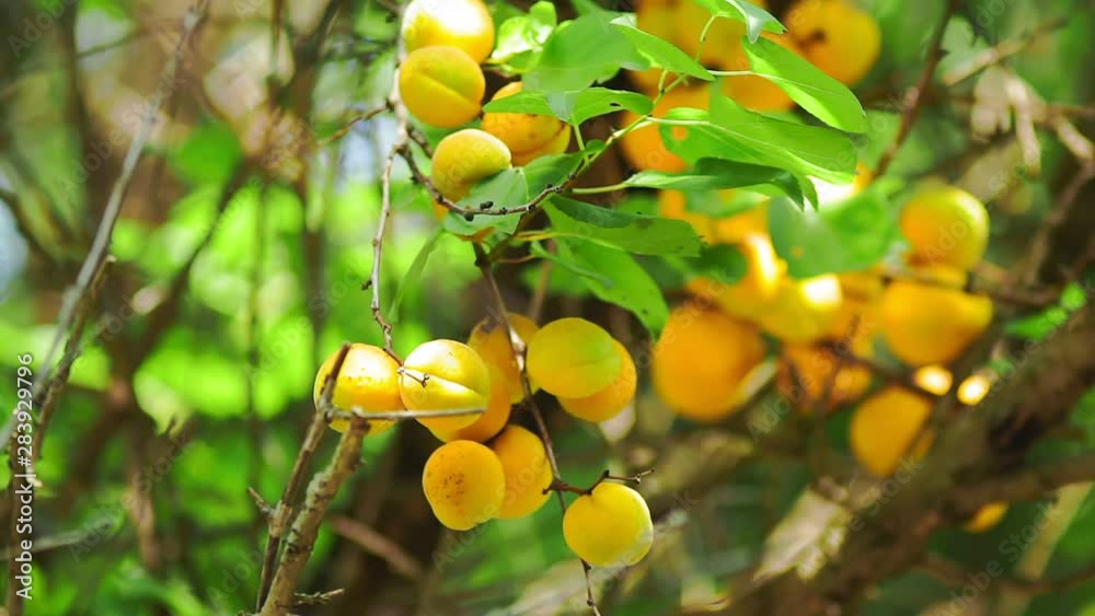 ripe apricots on the tree organic fruit harvest ripe apricots on the tree organic fruit harvest