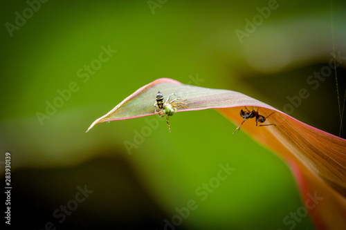 Ant and insect on leaf