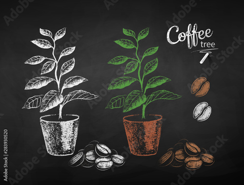 Chalk drawn sketches of coffee tree in pot