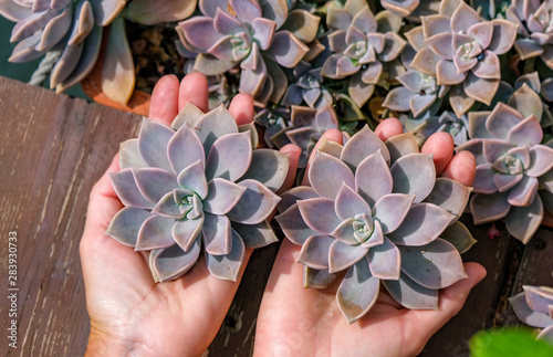 Fotografia Young woman holds two rosettes of succulent fleshy in hands