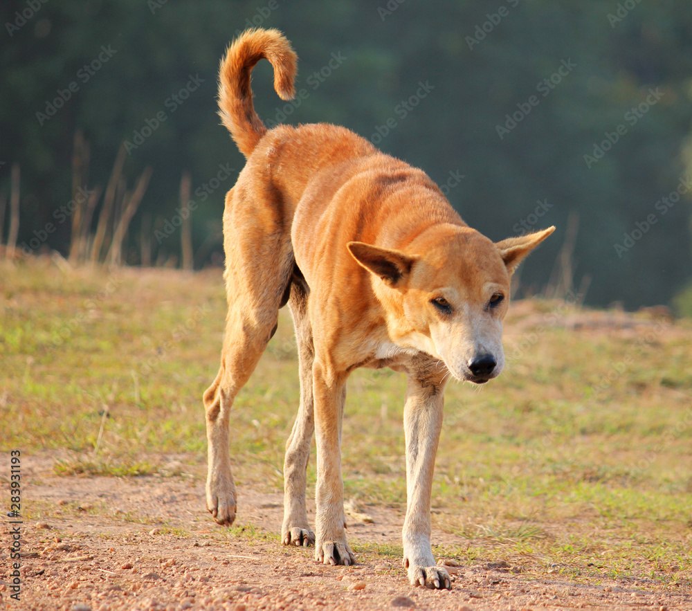 Indian native street dog and Desi Dog Stock Photo Adobe Stock