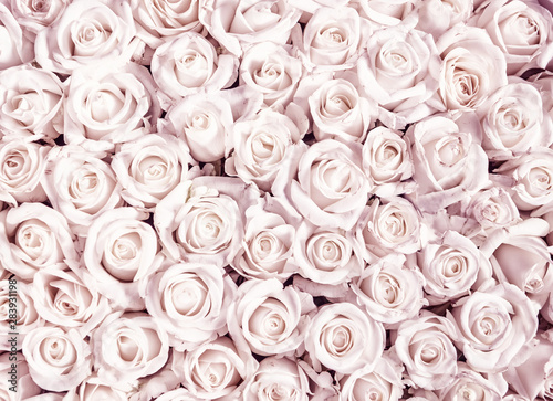 Background from small rosebuds of gentle pastel shades.