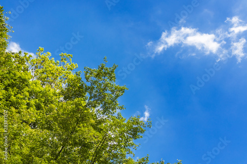 青空と新緑の木