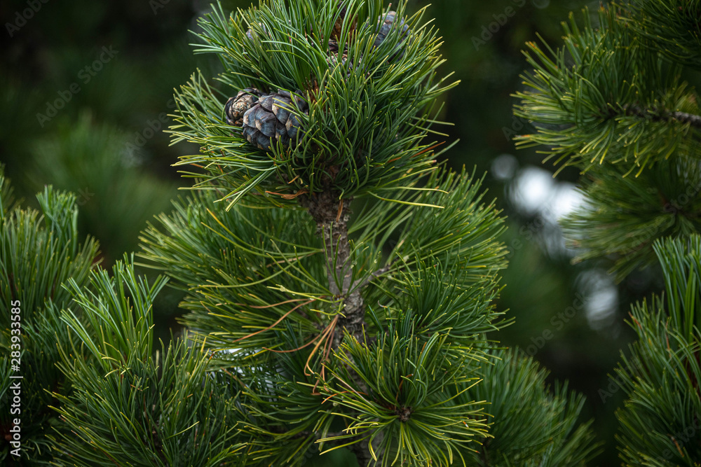 Branches of a swiss stone pine with stone pine cones Branches of a swiss stone pine with stone pine cones
