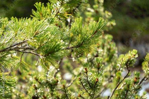 Branches of a swiss stone pine with stone pine cones