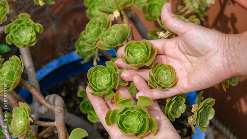 Aeonium arboreum rosettes; the Crassulaceae succulent plant family, tree houseleek, or Irish rose. Young woman holds Aeonium arboreum in her hands. Cultivation of evergreen succulent plants concept. photo