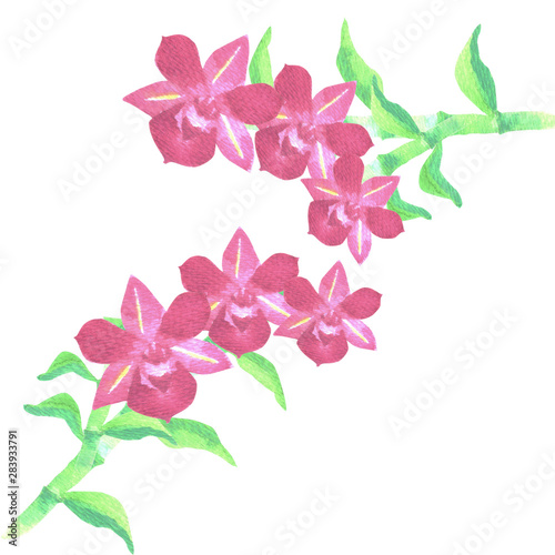 Red dendrobium orchid with green leaves in watercolor medium