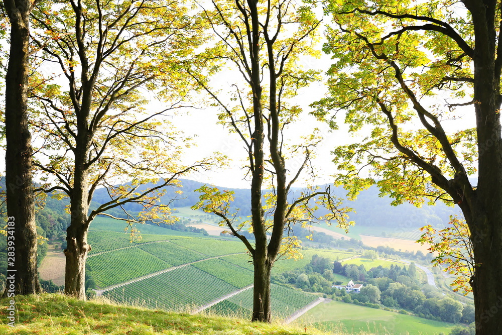 Fototapeta premium Weinberge bei Castell in Unterfranken