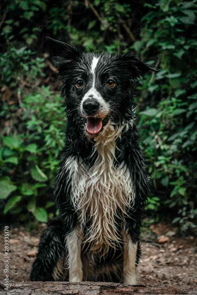 Fototapeta premium portrait of a dog