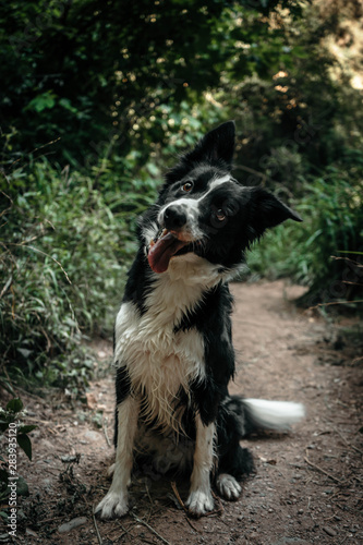 dog on grass