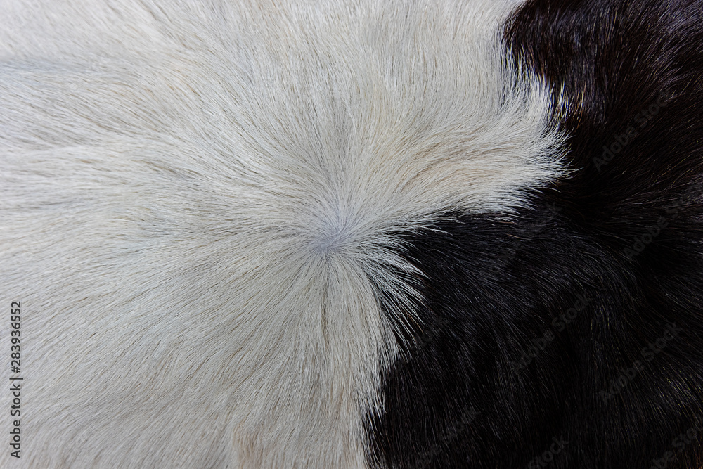 brown Cow skin coat with fur black white and brown spots brown Cow skin coat with fur black white and brown spots